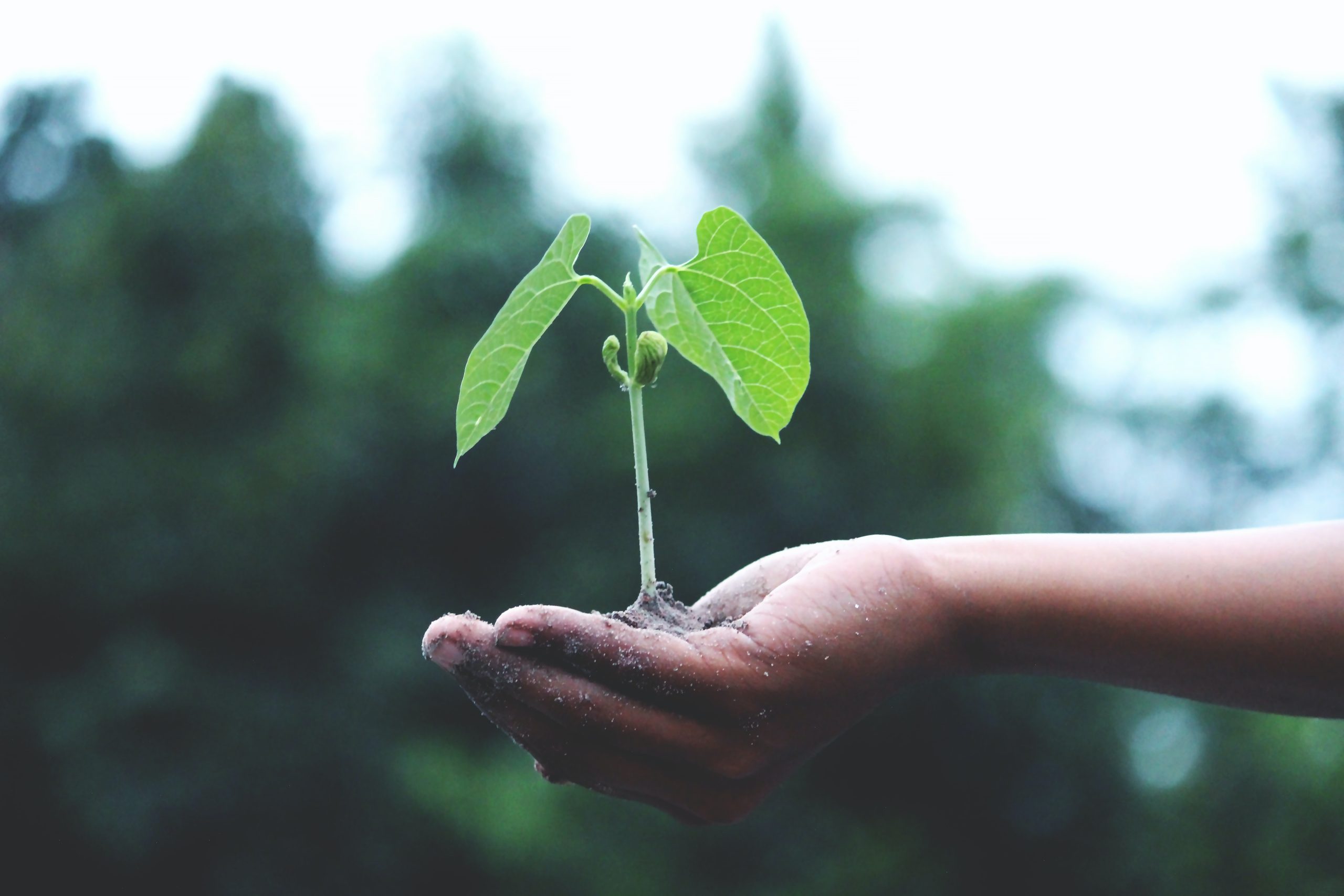 planta creixent a la ma d'algú que l'aguanta