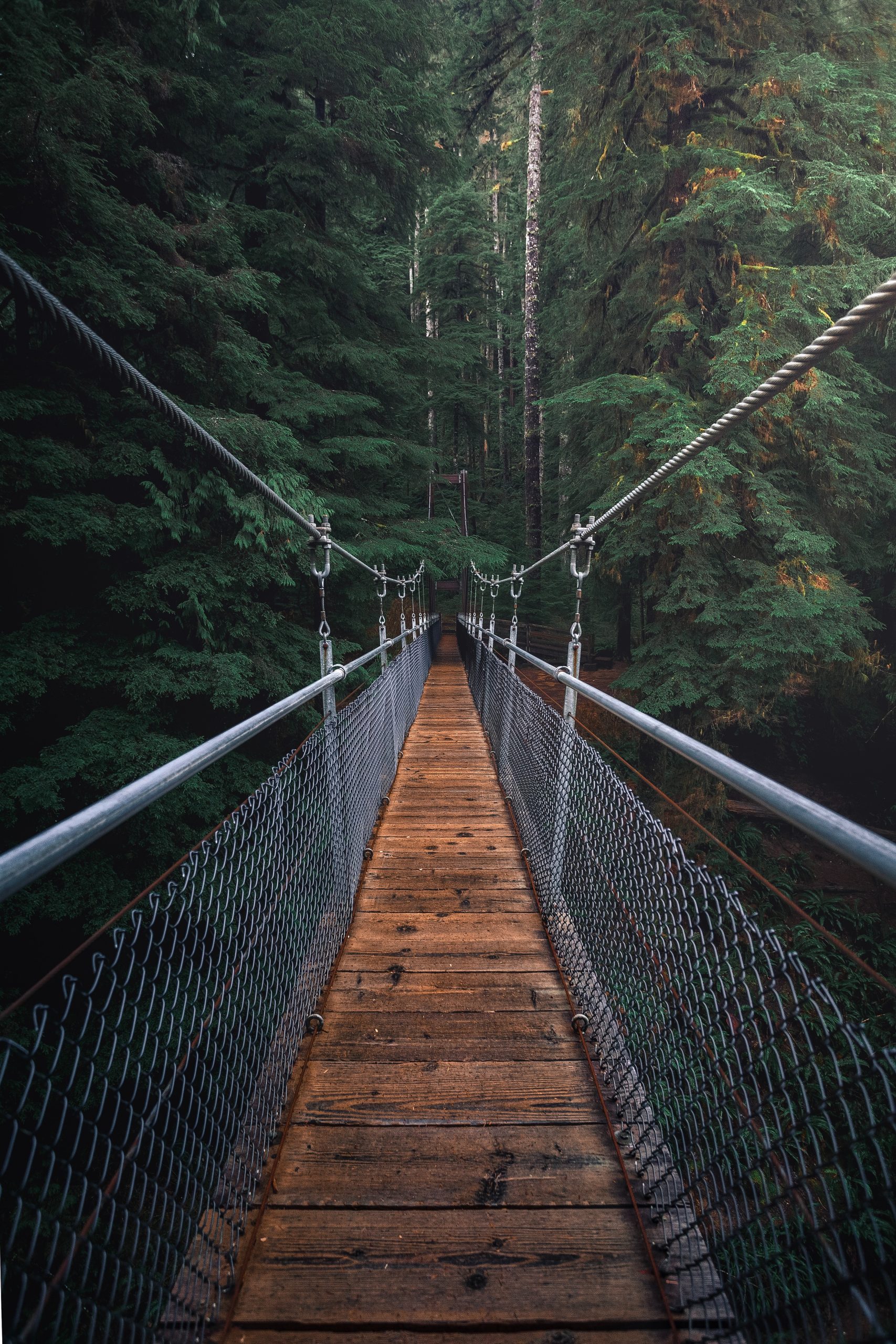 pont penjant en un bosc